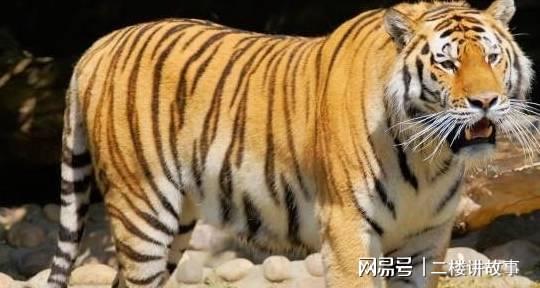 虎虎生威打一正确生肖,警惕虚假宣传、全面解答、深度解答解释落实