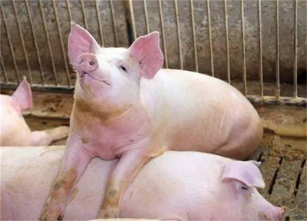 天降甘霖红花开，猪肥鸡进家畜旺打一准确生肖详细解答、全面解答解释落实